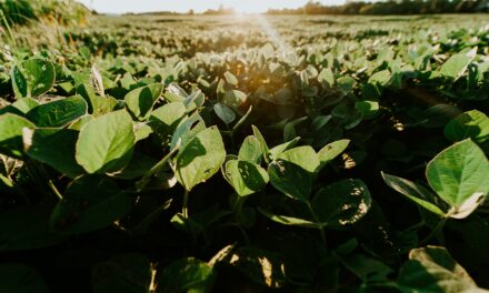 Plant-Based Whole30 Soy Nuts 2025