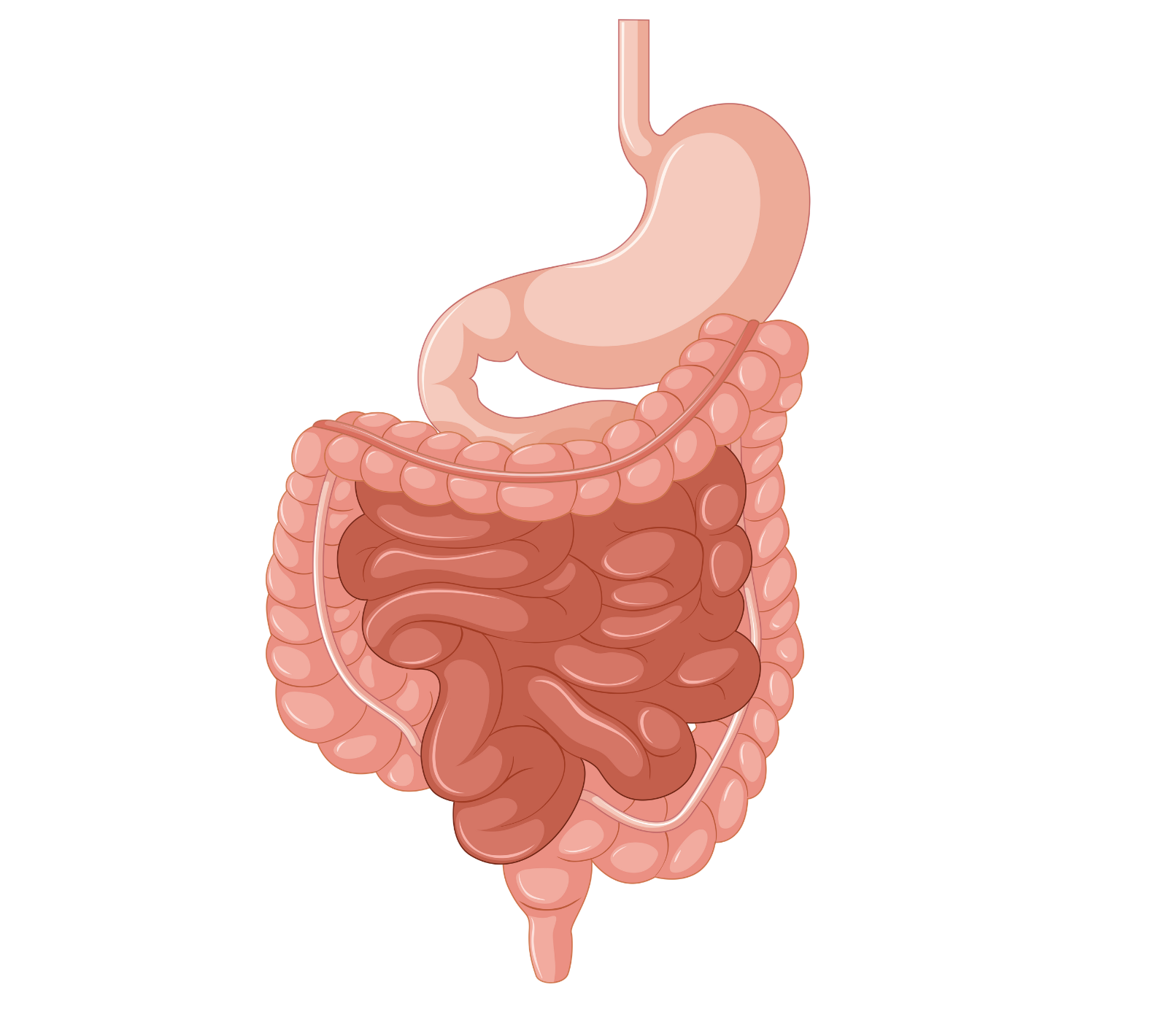 Intestines Graphic